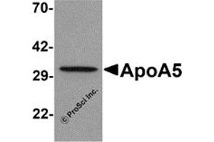 Western Blotting (WB) image for anti-Apolipoprotein A-V (APOA5) (C-Term) antibody (ABIN1030250) (APOA5 antibody  (C-Term))