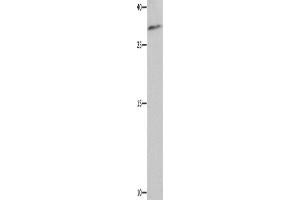 Western Blotting (WB) image for anti-Nuclear Apoptosis Inducing Factor 1 (NAIF1) antibody (ABIN2428455) (NAIF1 antibody)