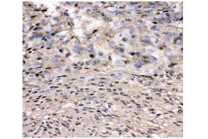 IHC analysis of VCP using anti-VCP antibody (ABIN3043958). (VCP antibody  (C-Term))