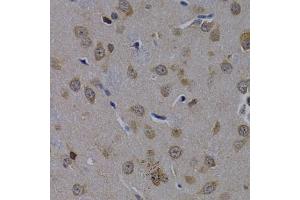 Immunohistochemistry of paraffin-embedded rat brain using POLR2L antibody (ABIN1874190) at dilution of 1:200 (40x lens). (POLR2L antibody)