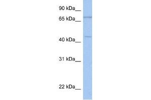 WB Suggested Anti-ISLR2 Antibody Titration:  0.