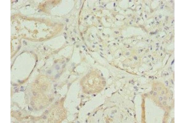 RP2 antibody  (AA 1-350)