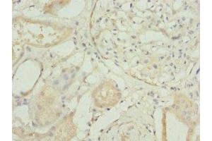 Immunohistochemistry of paraffin-embedded human kidney tissue using ABIN7166333 at dilution of 1:100 (RP2 antibody  (AA 1-350))