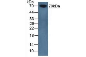 Figure. (SERPINA10 antibody  (AA 22-448))