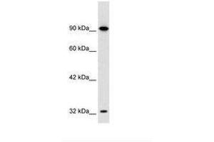 Image no. 1 for anti-SRY (Sex Determining Region Y)-Box 30 (SOX30) (AA 360-409) antibody (ABIN6735832) (SOX30 antibody  (AA 360-409))