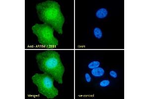 (ABIN335118) Immunofluorescence analysis of paraformaldehyde fixed U2OS cells, permeabilized with 0. (ZEB1 antibody  (Internal Region))