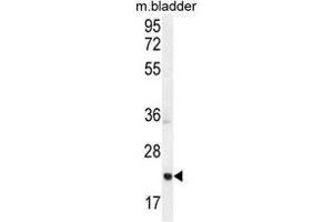 ASCL2 Antibody (N-term) western blot analysis in mouse bladder tissue lysates (35µg/lane). (ASCL2 antibody  (N-Term))