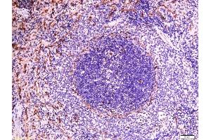 Formalin-fixed and paraffin embedded rat spleen labeled with Anti-Sialoadhesin Polyclonal Antibody, Unconjugated  at 1:500 followed by conjugation to the secondary antibody and DAB staining (Sialoadhesin/CD169 antibody  (AA 851-950))