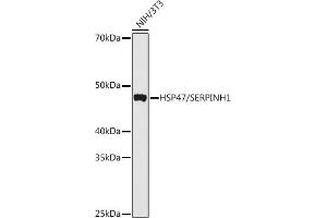 Western blot analysis of extracts of various cell lines, using HSP47/SERPINH1 antibody  at 1:1000 dilution. (SERPINH1 antibody)