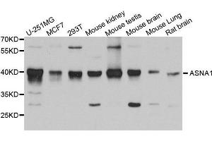 Western Blotting (WB) image for anti-ArsA Arsenite Transporter, ATP-Binding, Homolog 1 (ASNA1) (AA 1-348) antibody (ABIN6220342) (ASNA1 antibody  (AA 1-348))