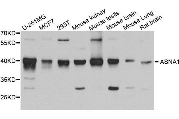 ASNA1 antibody  (AA 1-348)