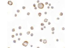 Immunocytochemical staining of MCF-7 cells with KAL1 polyclonal antibody  at 5 ug/mL. (KAL1 antibody  (Internal Region))