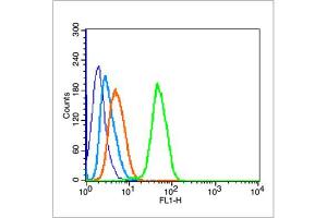 Image no. 3 for anti-Tumor Protein P53 (TP53) (AA 301-393) antibody (ABIN677408)