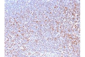 Formalin-fixed, paraffin-embedded human Tonsil stained with Pan-Nuclear Antigen Monoclonal Antibody (NM2984R). (Recombinant Nuclear Antigen (Pan-Nuclear Marker) antibody)