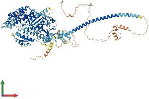 AlphaFold protein structure predicition of Human Recombinant MYO19 Protein, UniprotID Q96H55