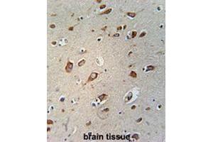 CB086 Antibody (C-term) immunohistochemistry analysis in formalin fixed and paraffin embedded human brain tissue followed by peroxidase conjugation of the secondary antibody and DAB staining. (WDPCP antibody  (C-Term))