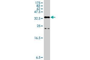 Western Blot detection against Immunogen (36. (DBF4 antibody  (AA 2-98))
