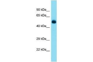 Host:  Rabbit  Target Name:  Tbx5  Sample Type:  Mouse Pancreas lysates  Antibody Dilution:  1. (T-Box 5 antibody  (N-Term))
