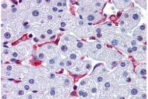 Anti-PROM2 antibody  ABIN1103799 IHC staining of human liver. (Prominin 2 antibody  (Internal Region))