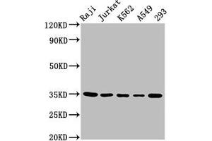 Western Blot Positive WB detected in: Raji whole cell lysate, Jurkat whole cell lysate, K562 whole cell lysate, A549 whole cell lysate, 293 whole cell lysate All lanes: TAL1 antibody at 5. (TAL1 antibody  (AA 1-114))