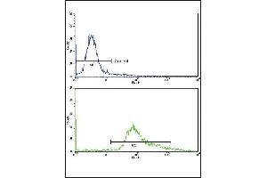 Flow cytometric analysis of hela cells using GMPS Antibody (bottom histogram) compared to a negative control cell (top histogram)FITC-conjugated goat-anti-rabbit secondary antibodies were used for the analysis. (GMP Synthase antibody  (AA 296-325))