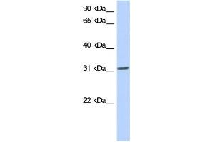 Western Blotting (WB) image for anti-Goosecoid Homeobox (GSC) antibody (ABIN2457934) (GSC antibody)