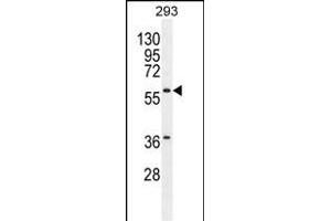 C Antibody (Center) (ABIN655404 and ABIN2844950) western blot analysis in 293 cell line lysates (35 μg/lane). (Carboxypeptidase A2 antibody  (AA 179-208))