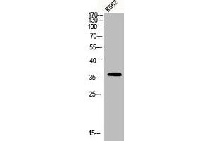 Western Blot analysis of K562 cells using CLP36 Polyclonal Antibody (PDLIM1 antibody  (Internal Region))