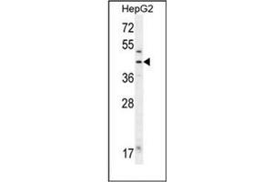Western blot analysis of Fumarylacetoacetase Antibody (N-term) in HepG2 cell line lysates (35ug/lane). (FAH antibody  (N-Term))
