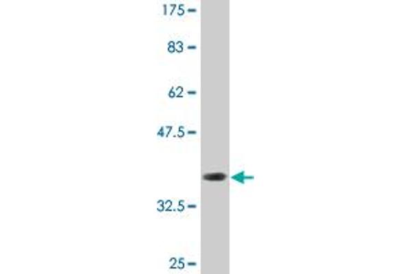 GIMAP5 antibody  (AA 186-284)