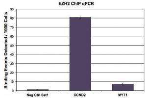 EZH2 antibody (pAb) tested by ChIP. (EZH2 antibody  (AA 1-370))