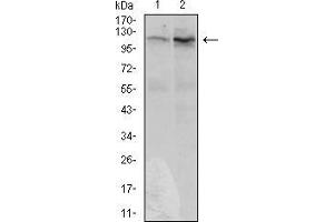 Western blot analysis using DIS3L2 mouse mAb against Hela (1) and HepG2 (2) cell lysate.