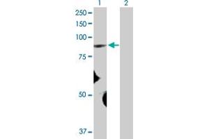 Western Blot analysis of FBXO40 expression in transfected 293T cell line by FBXO40 MaxPab polyclonal antibody. (FBXO40 antibody  (AA 1-709))