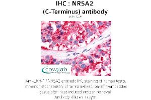 Image no. 1 for anti-Nuclear Receptor Subfamily 5, Group A, Member 2 (NR5A2) antibody (ABIN1737518) (NR5A2 + LRH1 antibody)