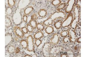 Immunoperoxidase of purified MaxPab antibody to BSND on formalin-fixed paraffin-embedded human kidney. (BSND antibody  (AA 1-320))