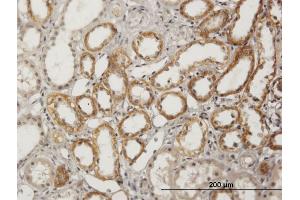 Immunoperoxidase of purified MaxPab antibody to BSND on formalin-fixed paraffin-embedded human kidney.