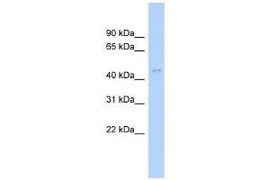 ACTL6A antibody used at 1 ug/ml to detect target protein. (BAF53A antibody  (N-Term))