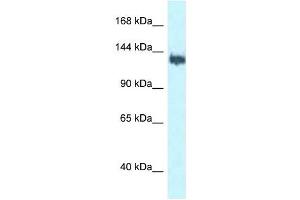Western Blot showing BAG6 antibody used at a concentration of 1 ug/ml against MCF7 Cell Lysate