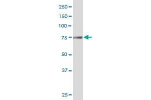 TGM7 MaxPab polyclonal antibody. (Transglutaminase 7 antibody  (AA 1-710))