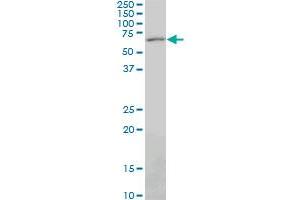 PAX7 monoclonal antibody (M06), clone 3H1. (PAX7 antibody  (AA 411-520))