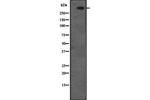Western blot analysis of CENPF expression in Hela cell lysate,The lane on the left is treated with the antigen-specific peptide. (CENPF antibody  (C-Term))