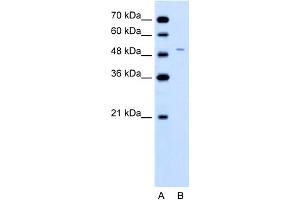 WB Suggested Anti-FECH Antibody Titration:  0. (FECH antibody  (N-Term))