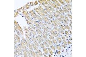 Immunohistochemistry of paraffin-embedded mouse stomach using GFER antibody at dilution of 1:100 (x40 lens).