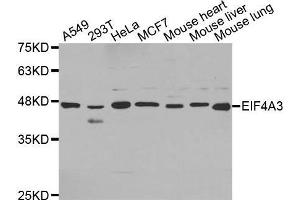 Western blot analysis of extracts of various cell lines, using EIF4A3 antibody. (EIF4A3 antibody  (AA 1-210))