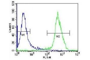 XRCC5 antibody flow cytometric analysis of Jurkat cells (green) compared to a negative control (blue). (XRCC5 antibody  (AA 424-450))