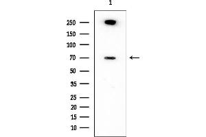 anti-Inositol Polyphosphate-5-Phosphatase, 72 KDa (INPP5E) (C-Term) antibody