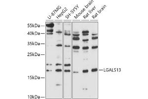 Western blot analysis of extracts of various cell lines, using LG antibody (ABIN7268198) at 1:1000 dilution. (LGALS13 antibody  (AA 30-139))