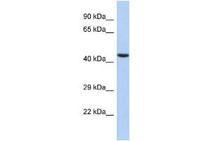 Host:  Rabbit  Target Name:  ILF2  Sample Type:  HepG2 Whole cell lysates  Antibody Dilution:  1. (ILF2 antibody  (N-Term))