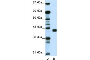 Western Blotting (WB) image for anti-Peroxisome Proliferator-Activated Receptor gamma (PPARG) antibody (ABIN2461870) (PPARG antibody)