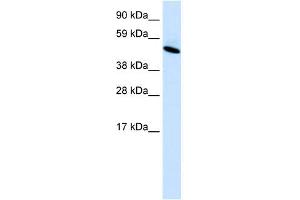 WB Suggested Anti-INSM1 Antibody Titration:  0. (INSM1 antibody  (C-Term))